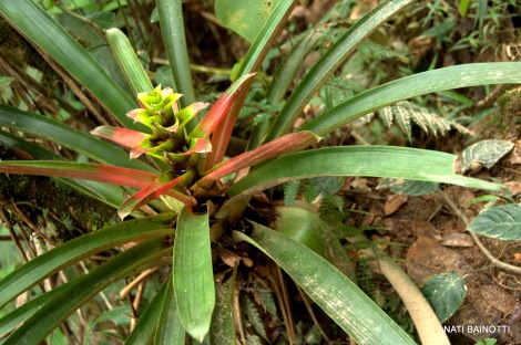 podocarpus-loja-ecuador (2)