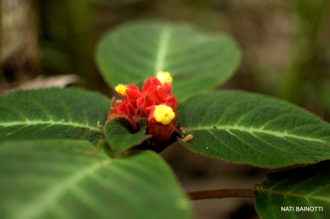 podocarpus-loja-ecuador (4)